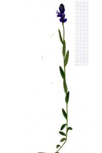 <i>Polygala vulgaris</i>