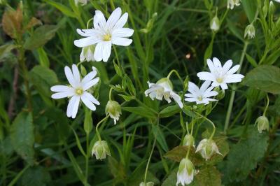 <i>Rabelera holostea</i>