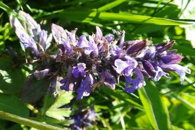 <i>Ajuga reptans</i>