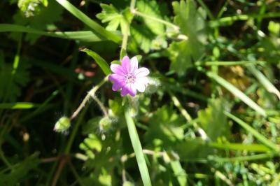 <i>Geranium pusillum</i>