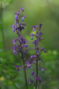 <i>Orchis mascula</i>
