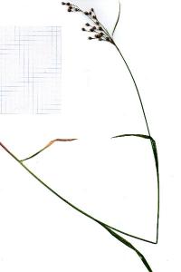 <i>Luzula forsteri</i>