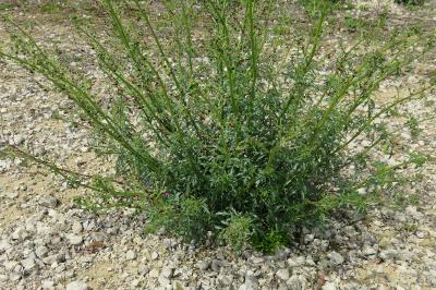 Scrophularia canina