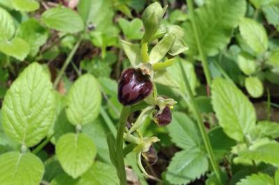 <i>Ophrys aranifera</i>