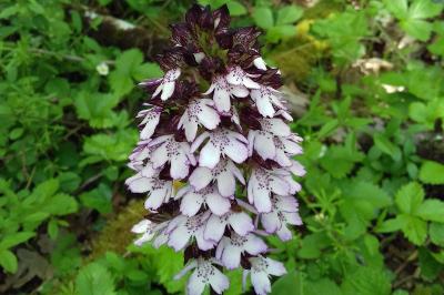 <i>Orchis purpurea</i>