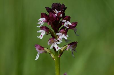 <i>Neotinea ustulata</i>