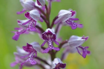 <i>Orchis militaris</i>