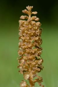 <i>Neottia nidus-avis</i>