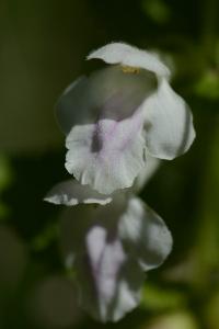 <i>Melittis melissophyllum</i>