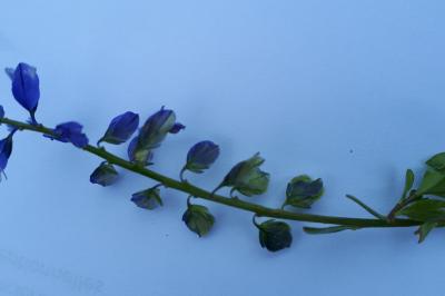 <i>Polygala vulgaris</i>