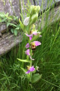 <i>Ophrys apifera</i>