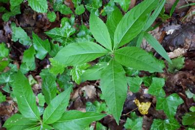 <i>Mercurialis perennis</i>