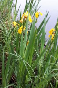 <i>Iris pseudacorus</i>