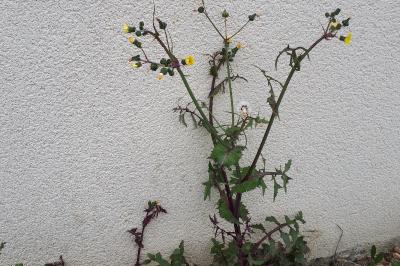 <i>Sonchus oleraceus</i>