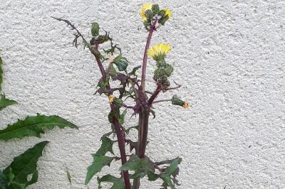 <i>Sonchus asper</i>