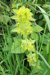 <i>Cruciata laevipes</i>