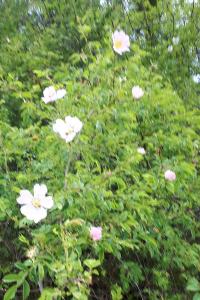 <i>Rosa canina</i>