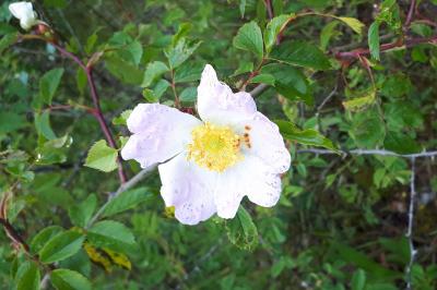 <i>Rosa canina</i>