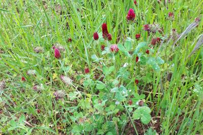 <i>Trifolium incarnatum</i>