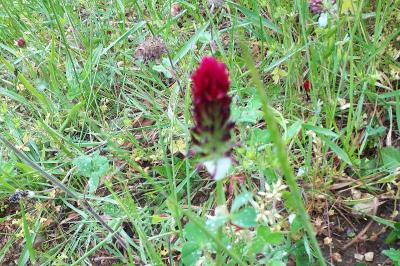 <i>Trifolium incarnatum</i>