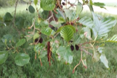 <i>Alnus glutinosa</i>