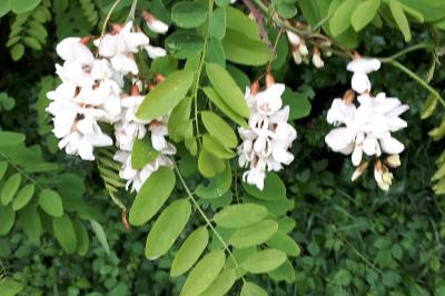 <i>Robinia pseudoacacia</i>