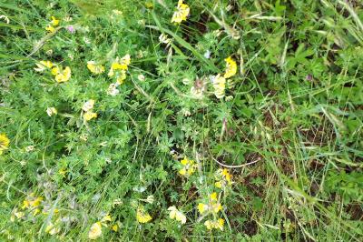 <i>Lotus corniculatus</i>