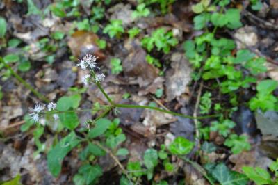 <i>Sanicula europaea</i>