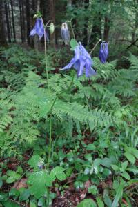 <i>Aquilegia vulgaris</i>