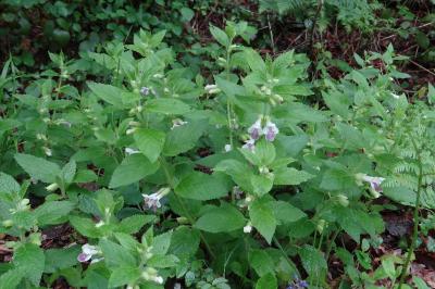 <i>Melittis melissophyllum</i>