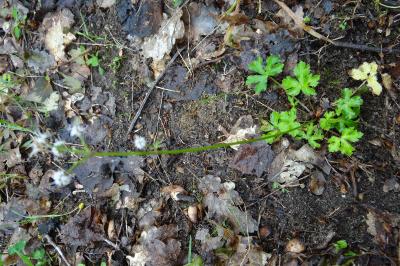 <i>Sanicula europaea</i>