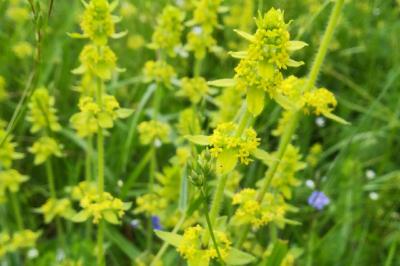 <i>Cruciata laevipes</i>