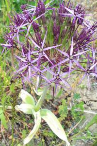 <i>Allium multibulbosum</i>