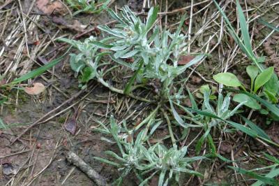 <i>Gnaphalium uliginosum</i>