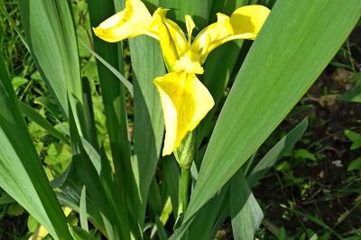 <i>Iris pseudacorus</i>