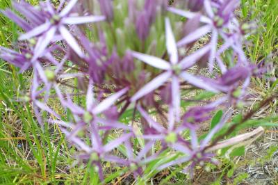 Allium multibulbosum