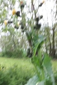 <i>Sonchus asper</i>