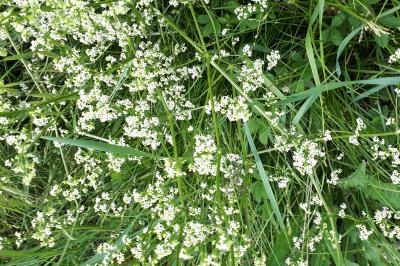 <i>Galium mollugo</i>