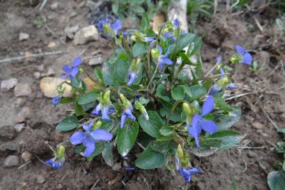 <i>Viola canina</i>