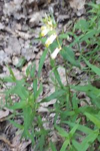 <i>Melampyrum pratense</i>