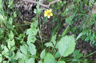 <i>Geum urbanum</i>