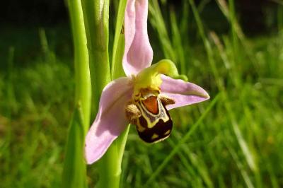 <i>Ophrys apifera</i>