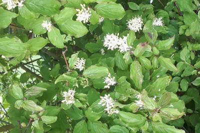 <i>Cornus sanguinea</i>