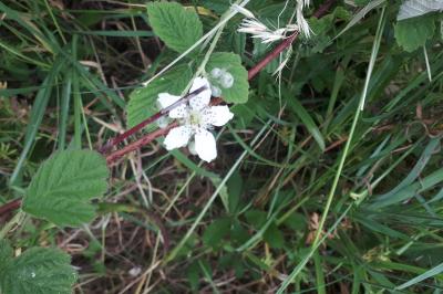 <i>Rubus caesius</i>