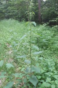 <i>Urtica dioica</i>