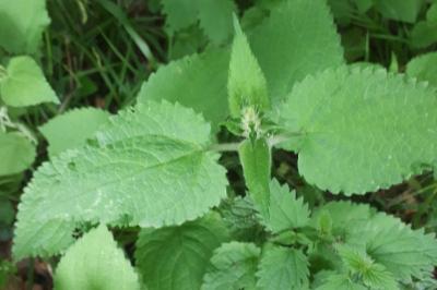 <i>Stachys sylvatica</i>