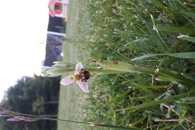 <i>Ophrys apifera</i>