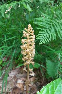 <i>Neottia nidus-avis</i>