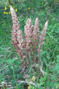 <i>Orobanche rapum-genistae</i>