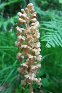 <i>Neottia nidus-avis</i>